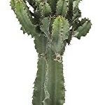 Cactus grande Ikea Cactus grande Ikea