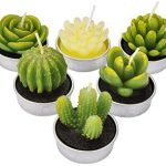 Cactus Ikea Cactus Ikea