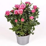 Rosal Mini Lidl