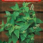 Menta gatera Mercadona