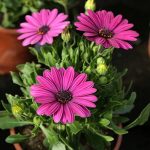 Plantas Lidl Plantas Lidl