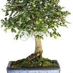 Bonsai Ikea Bonsai Ikea
