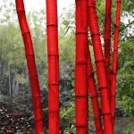 Cañas de bambu decorativas Ikea Cañas de bambu decorativas Ikea