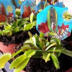 Plantas carnivoras Ikea Plantas carnivoras Ikea